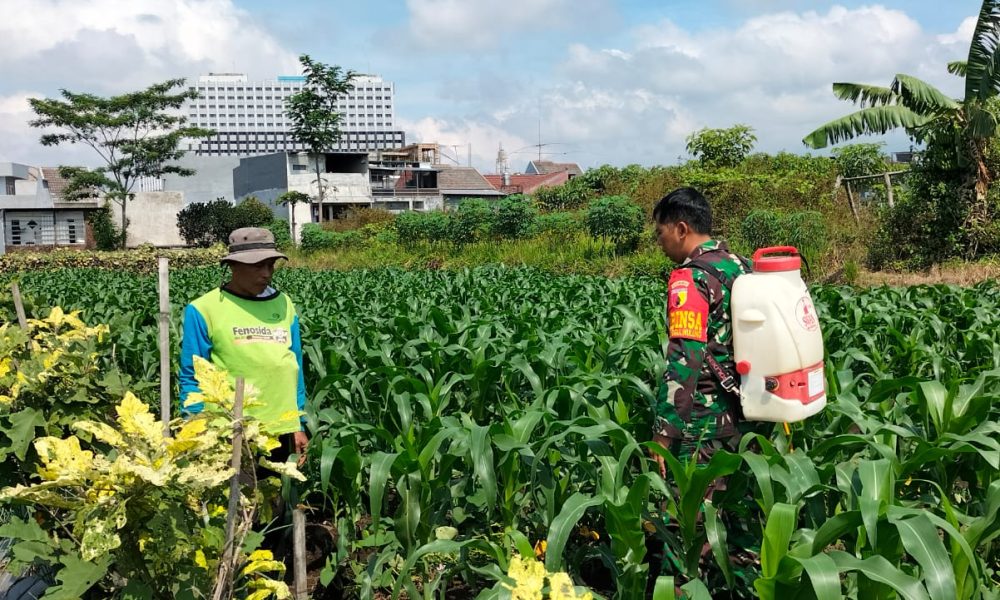 Babinsa Koramil 0833/05 Aktif Dampingi Petani untuk Tingkatkan Produksi di Sektor&nbsp;Pertanian